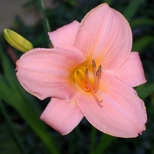 Hemerocallis Bermuda Coral